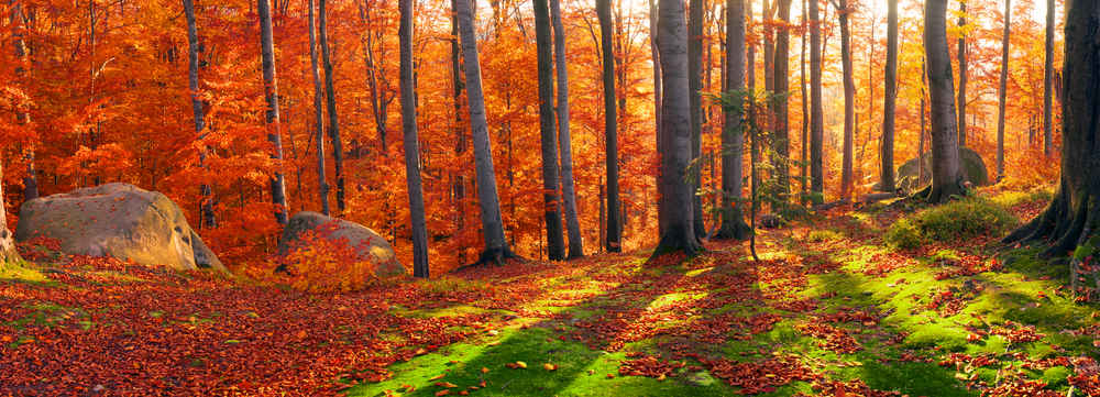 Ukraine can boast of its natural environment